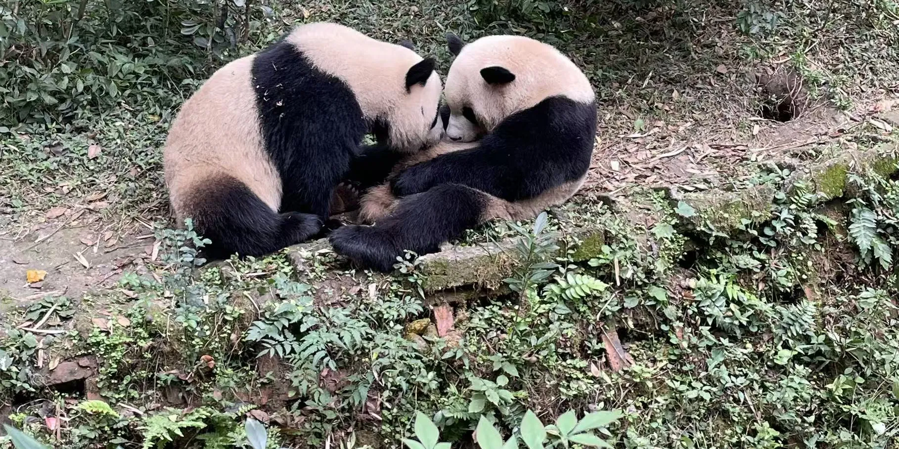 大熊猫繁育基地