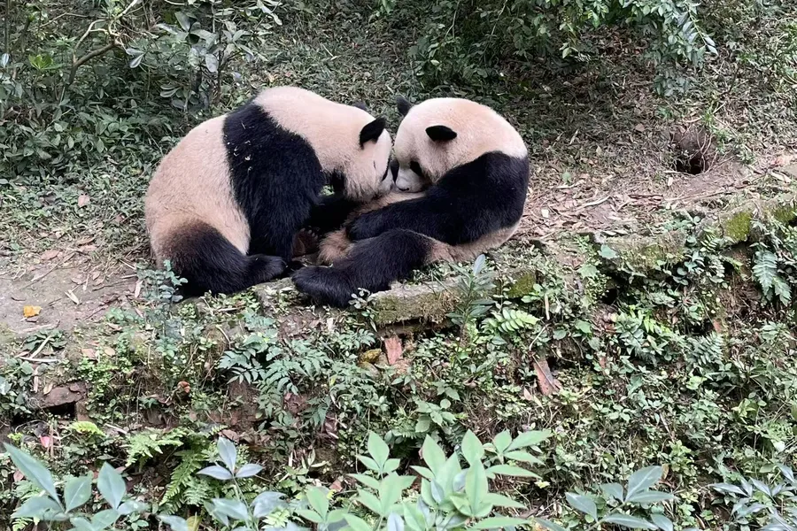 大熊猫繁育基地