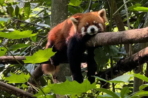 小熊猫